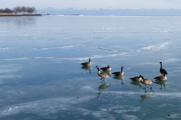 geese in a row FWIW